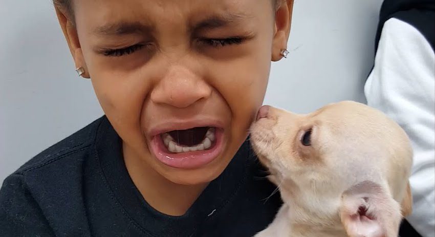 Little Boy Starts Crying When He Meets This Dog For The First Time