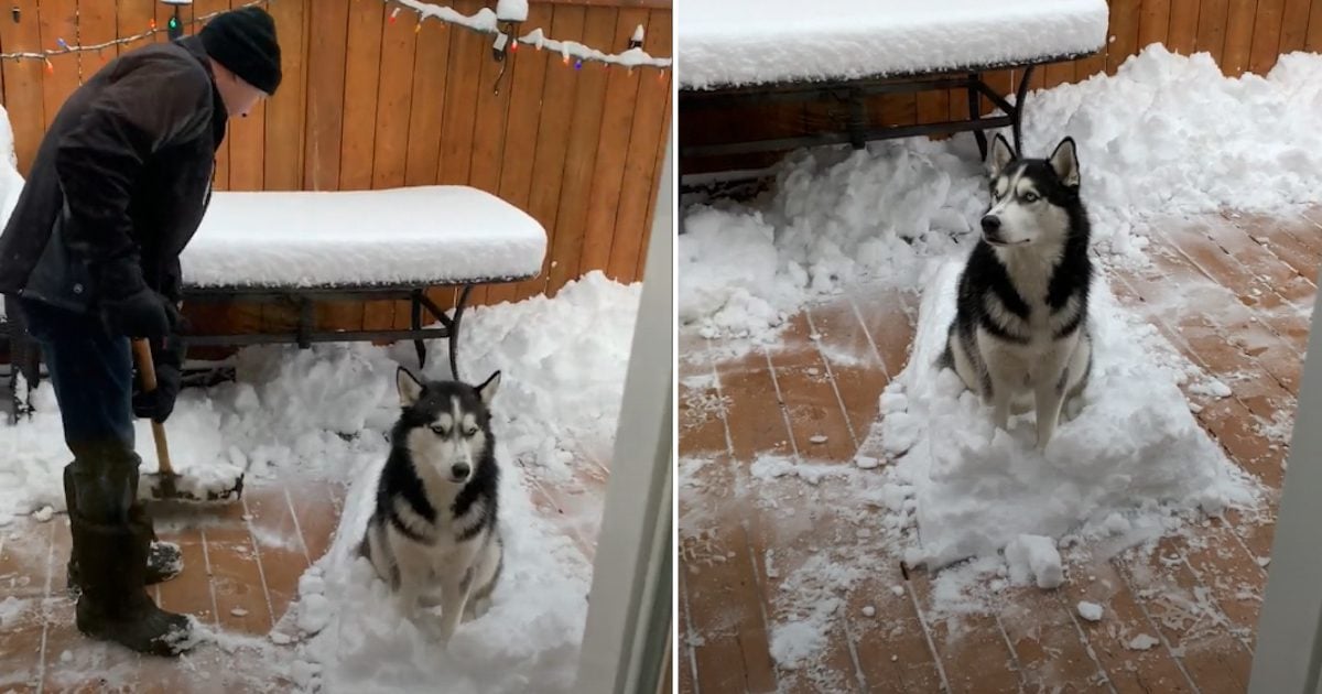 Husky Refuses to Move From Snow Pile as Grandad Tries Shoveling it Away