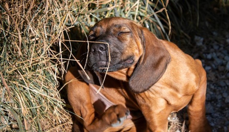 Thousands of Pet Owners Say Popular Flea Collar Linked To Over 1700 Pet Deaths