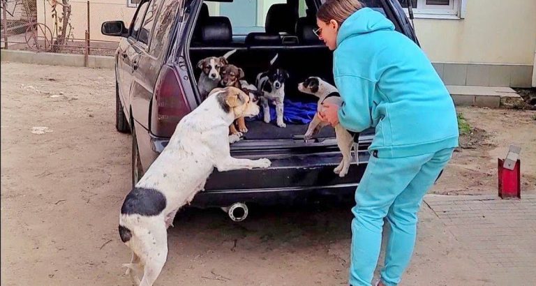 Mama Dog Overjoyed to Reunite with Puppies Stolen from Her
