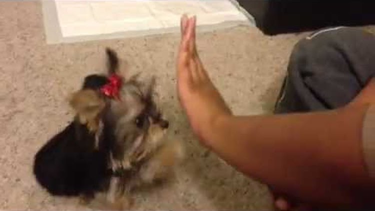 Cute Yorkie Puppy Plays Adorable Game of Patty-cake