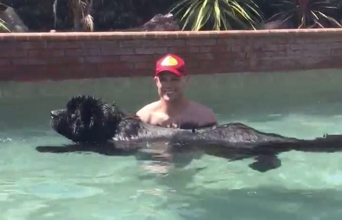 Dad Teaches His Young Newfoundland Dog How to Swim