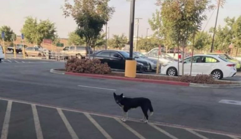 dog rescued from parking lot