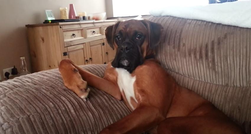 Boxer Dog Loves to Chill Out on the Couch