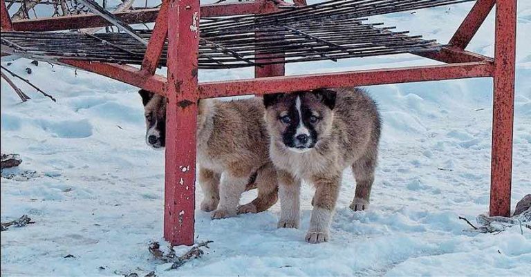 Unwanted Puppies Running Loose on Road Rescued