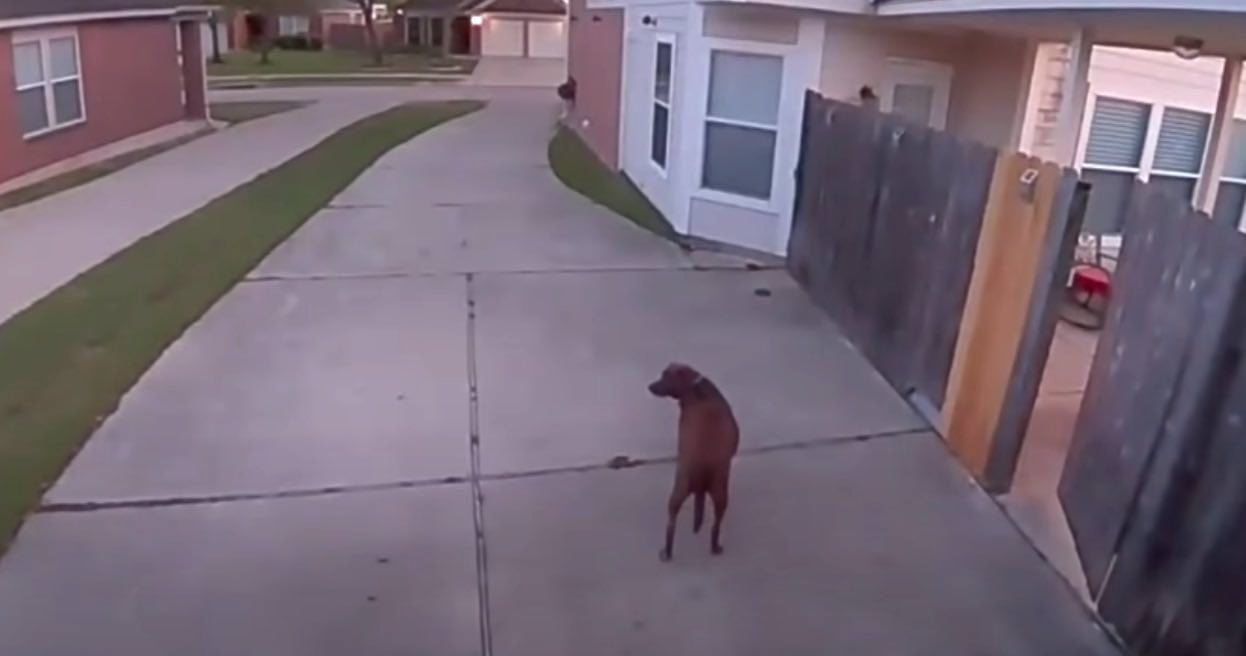 Dog Escaping Yard is Told to Go Back Inside After Her Dad Spots Her on Ring Cam