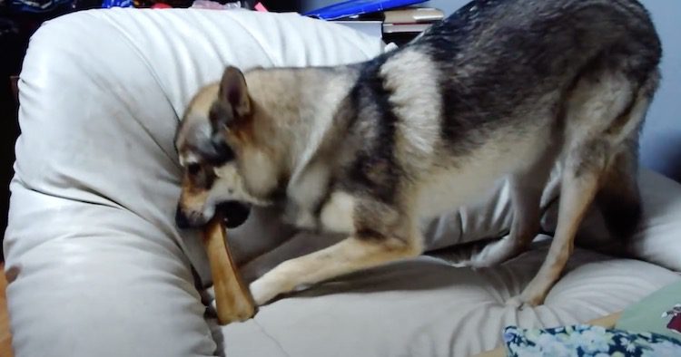 Funny Dog Tries to Find Perfect Place to Hide Her Bone in the House