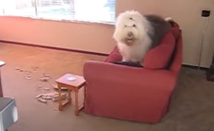 Playful Old English Sheepdog Has Serious Case of the Zoomies