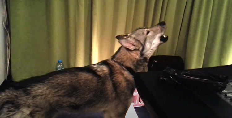 Tamaskan Sings Along With Howling Wolves