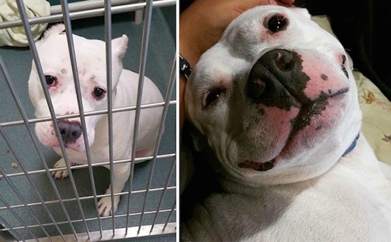 14 Photos of Rescue Dogs that Show the Difference a Day Can Make