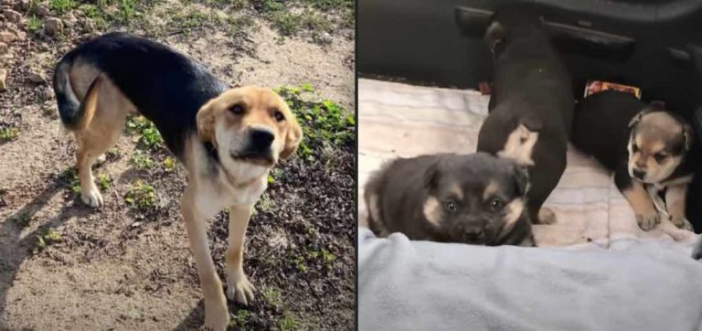 Puppies in Constant Danger from Coyotes Rescued Along with Their Mom