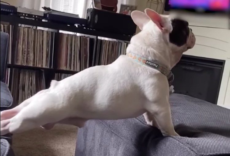 Funny Dog Stretches Between Two Couches