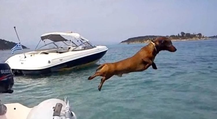 Dachshund Has Fun-filled Holiday in Greece