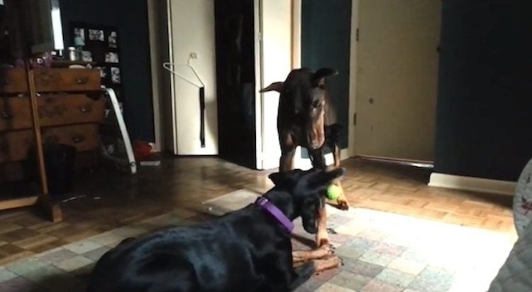 Kind Doberman Shares His Toy with His New Blind Friend