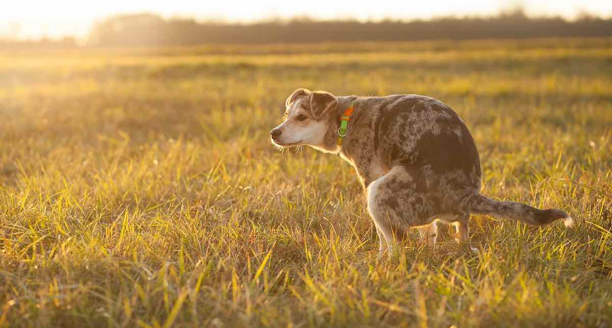How to Make Your Dog’s Poop More Earth-Friendly