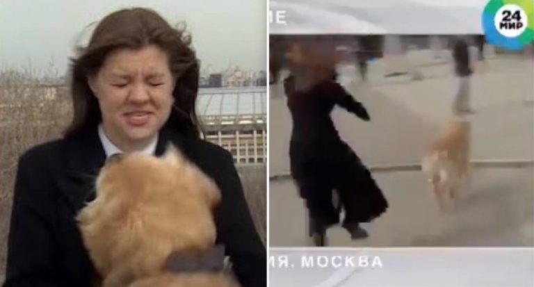Naughty Dog Snatches Microphone Out of Reporter’s Hand on Live TV