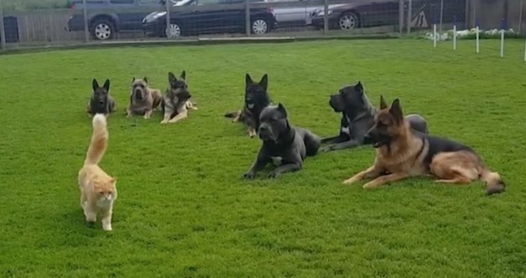Cat Completely Relaxed Among Guard Dogs In Training