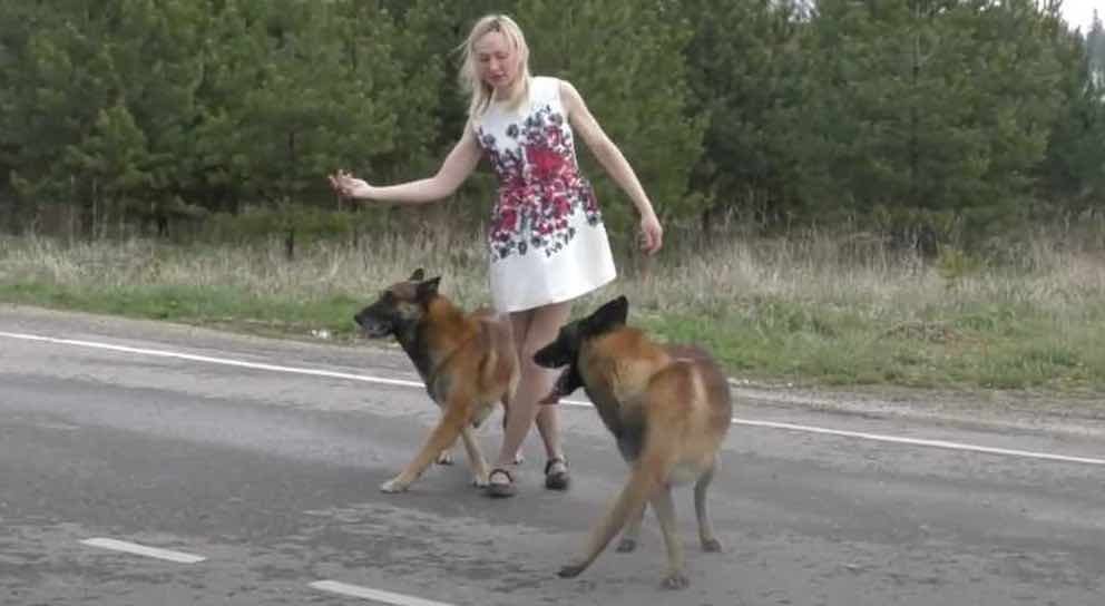 Woman and Two Belgian Malinois Show Off Amazing Dancing Skills