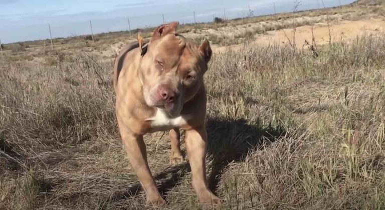 Stray Pit Bull Rescued From Truck Stop After 7 Months