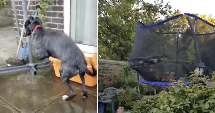 Lurcher Puppy Absolutely Loves Leaping on Trampoline
