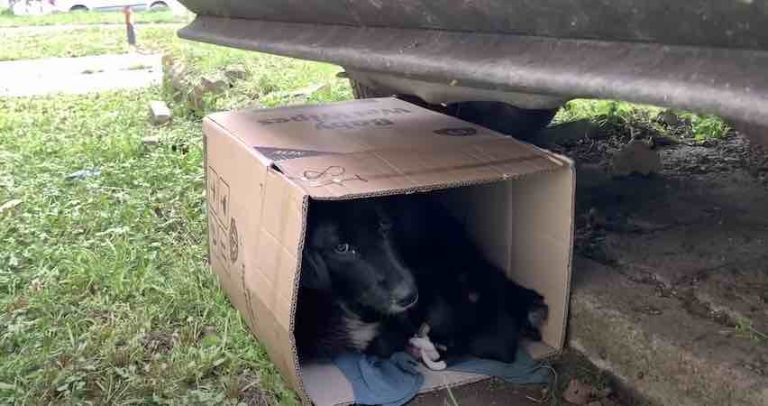 Mama Dog and Her Newborn Pups Hide in Cardboard Box Under a Car