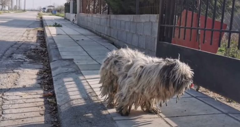 Stray Dog is So Afraid He Tries to Bite Rescuer But She Refuses to Give Up