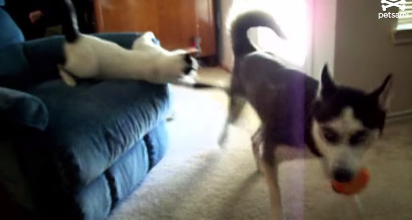 Karma Strikes Cat Attempting Sneak Attack on Husky