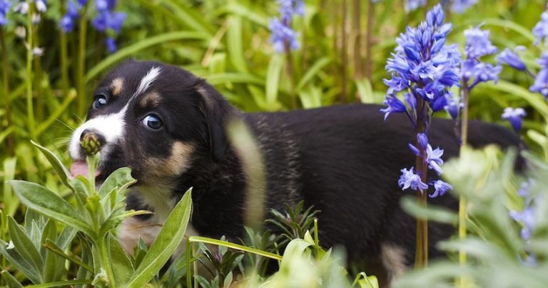 Garden and Yard Safety for Your Dog