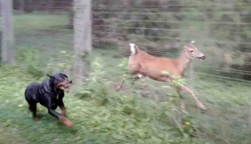 Rottweiler and Deer Run Together in Park