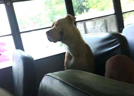 A friendly stray pit bull got on a school bus with students and wouldn't leave