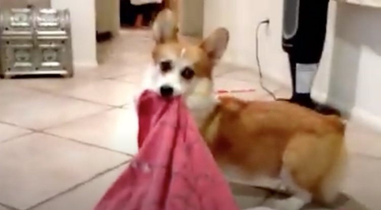 corgi fetches with blanket