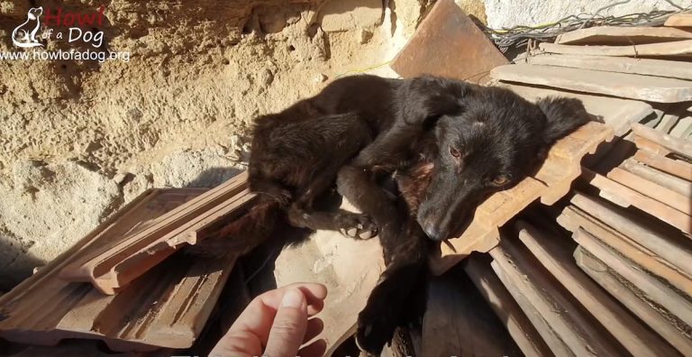 Starving Dog Sleeping on a Pile of Tiles to Stay Warm Makes Wonderful Transformation