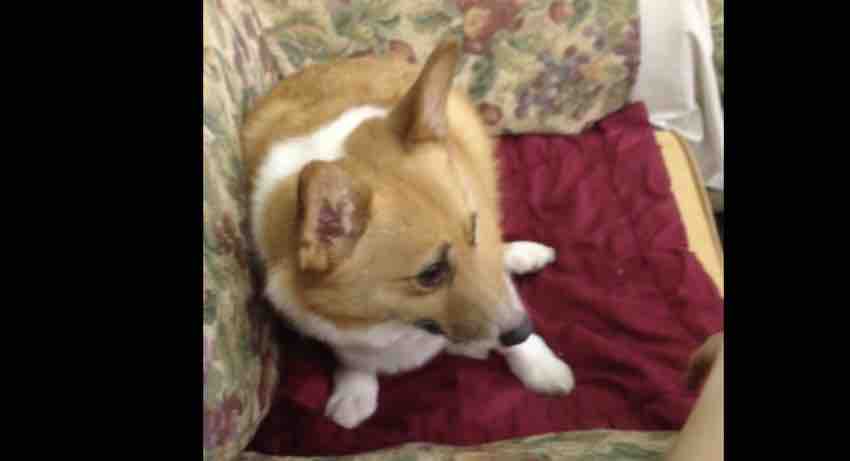Cute Corgi Does the Funniest Thing to Avoid Taking His Medicine