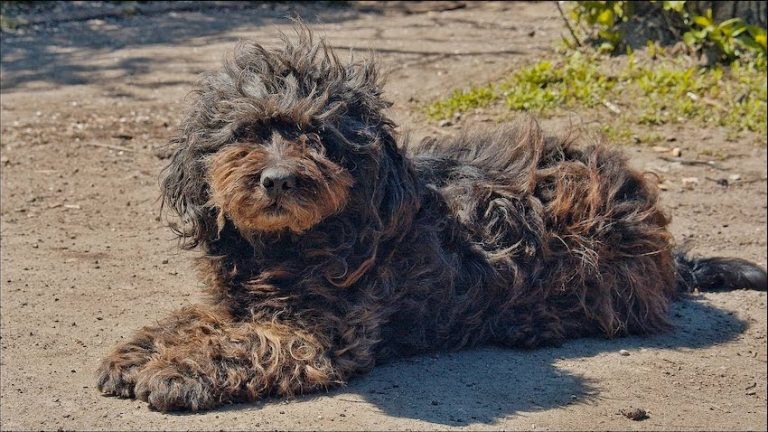 Old Blind Dog Rescued After Someone Tried to Shoot Her