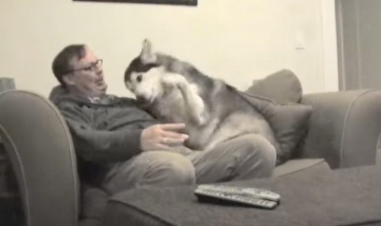 Affectionate Alaskan Malamute Hugs Her Dad Every Night