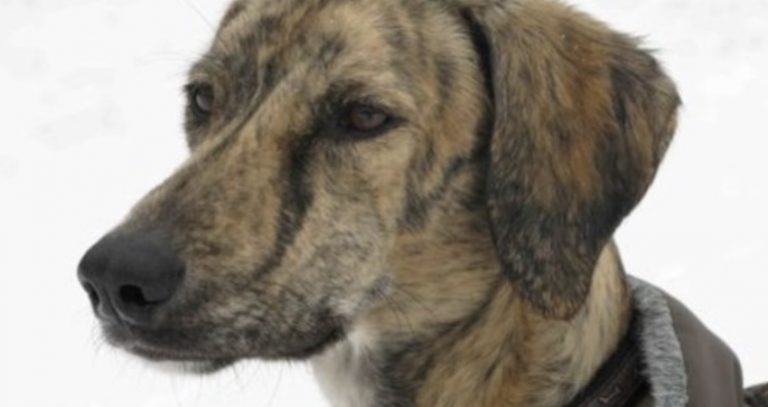 Man Adopts Stray Dog He Rescued in Desert
