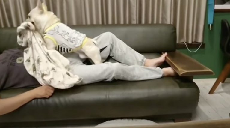 Loving French Bulldog Covers His Sleeping Dad With Blanket