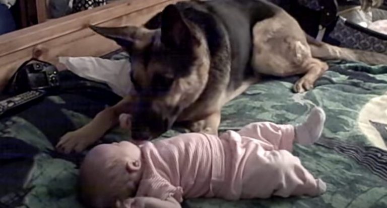 Sweet German Shepherd is Baby’s Best Friend
