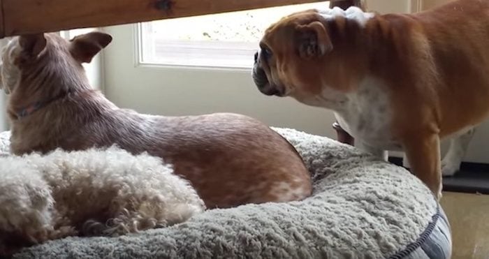 Bulldog Throws Funny Temper Tantrum For His Stolen Bed