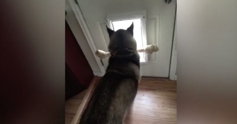 Husky Tries To Get His Favorite Bone Through The Doggy Door
