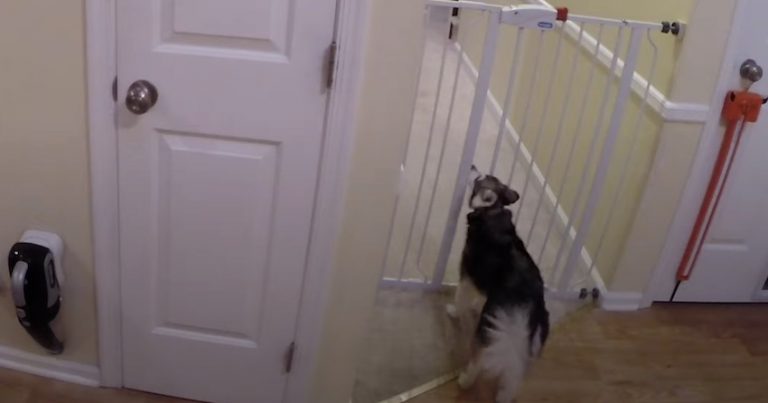 Naughty Alaskan Klee Kai Keeps Escaping Baby Gate