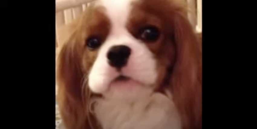 Cavalier King Charles Spaniel Makes a Hilarious ‘Confession’