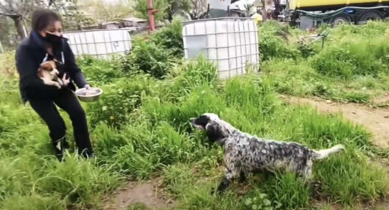 Abandoned Mama Dog Struggles to Feed Her Puppies