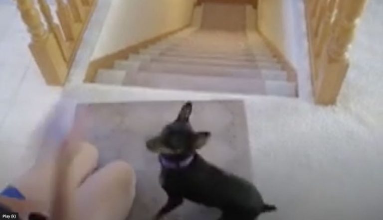 Speedy Miniature Pinscher Fetches Up and Down Stairs