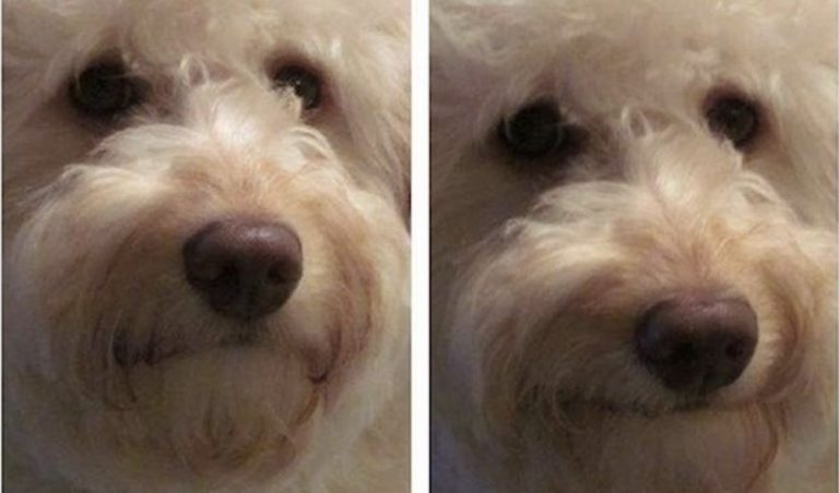 Sweet Dog Smiles at Her Dad’s Jokes