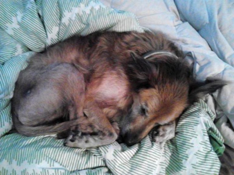 Senior Dog Rescued From Shelter Makes Incredible Transformation