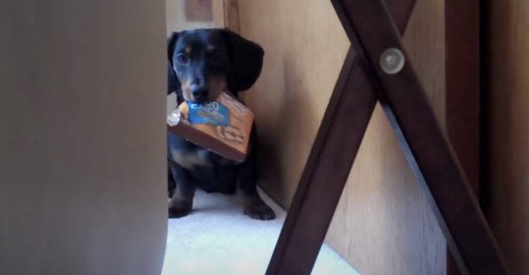 Naughty Dachshund Puppy Grabs Mom’s Snack and Won’t ‘Drop it’