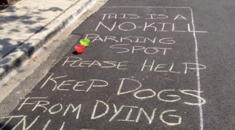 Man Creates Special Project to Help Prevent Dogs from Being Left in Hot Cars