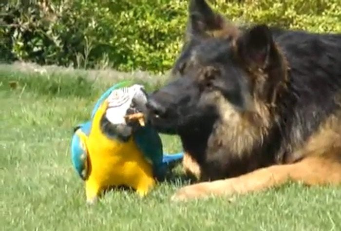 Gentle German Shepherd and Parrot are Best Friends