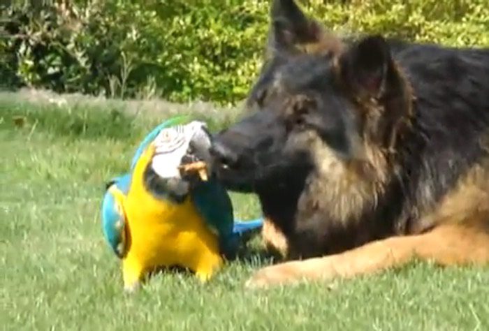 parrot and german shepherd best friends